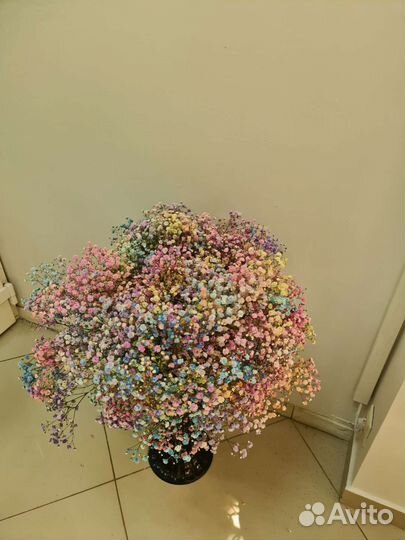 Роза эквадор