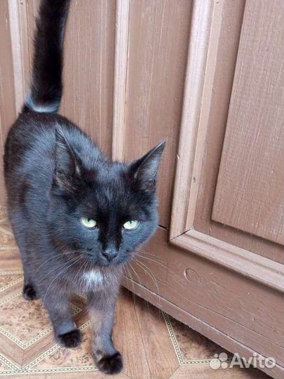 Котик в добрые руки