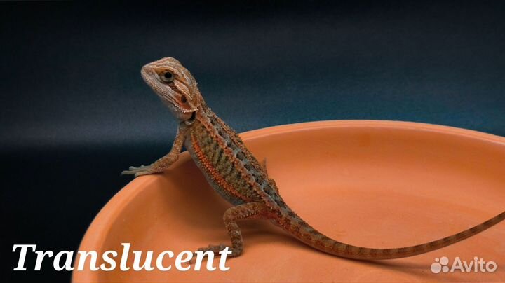 Бородатая агама