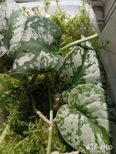 Сциндапсус пиктус треби