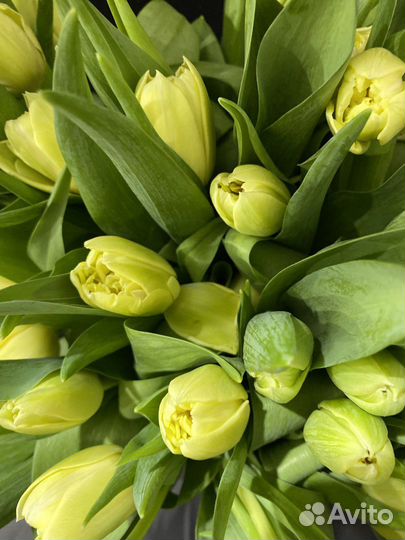 Тюльпаны пионовидные