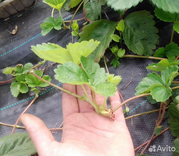 Клубника саженцы