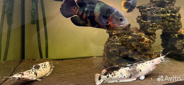 Астронотус и сомы клариус 25-30 см