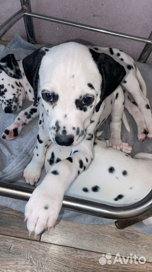 Щенки далматина