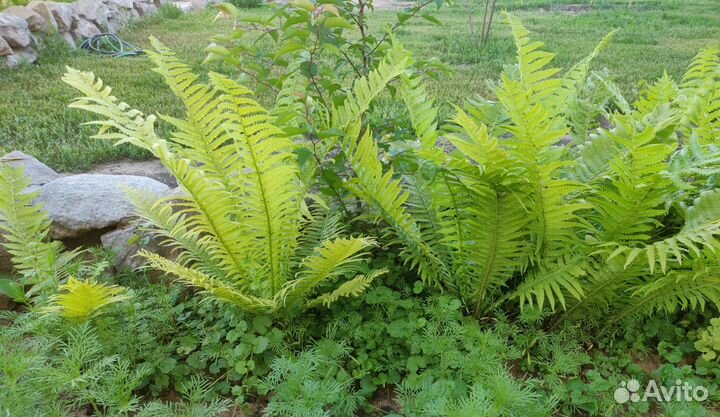 Папоротник, хосты, ирисы, бадан