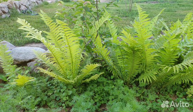 Папоротник, хосты, ирисы, бадан