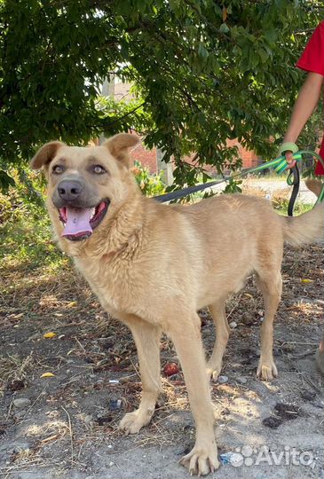 Собака в добрые руки