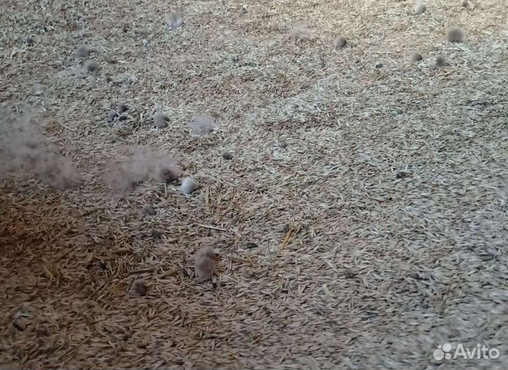 Фуражный овёс, Гречиха на корм