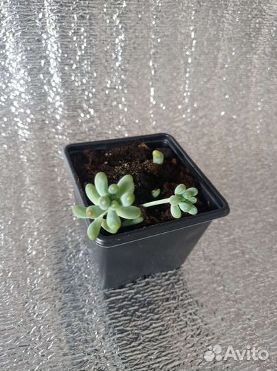 Суккуленты