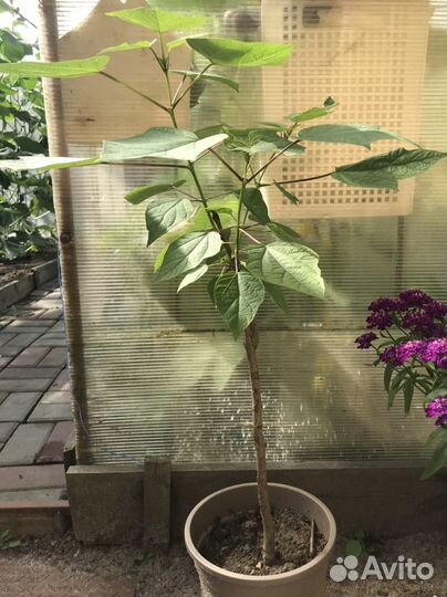 Саженцы катальпы