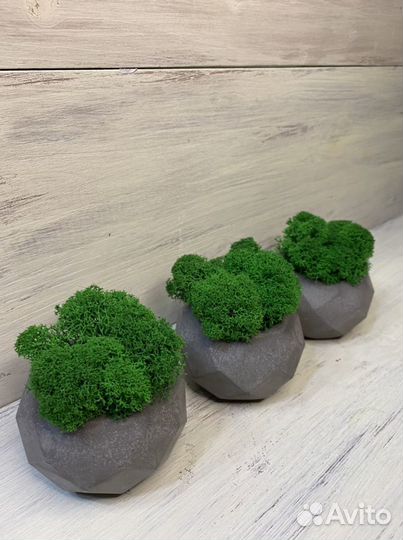 Кашпо из бетона со мхом