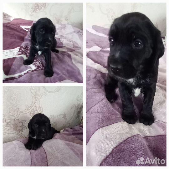 Щенок спаниэля