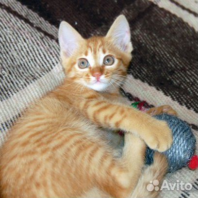 Солнечный Зайчик - рыжый мальчик 2 мес.в дар