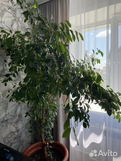 Цветок с горшком