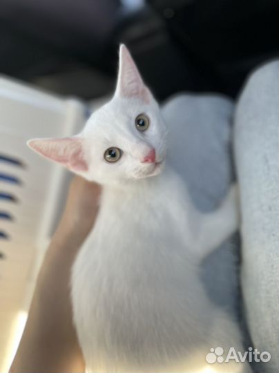 Белый котенок мальчик