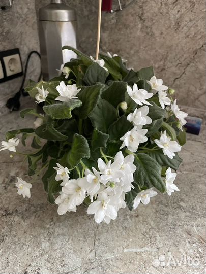 Фиалка белая, махровая