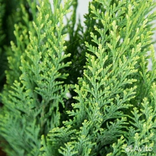 Кипарисовик Лавсона Вайт Спот 40/50 Chamaecyparis