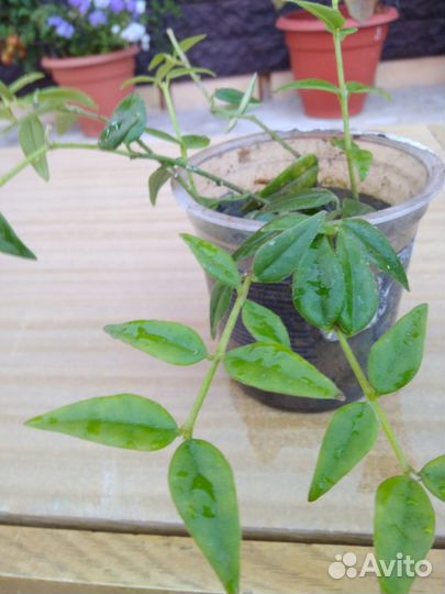 Цветок Хойя Белла