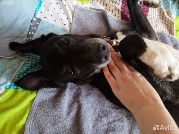 Собака в добрые руки