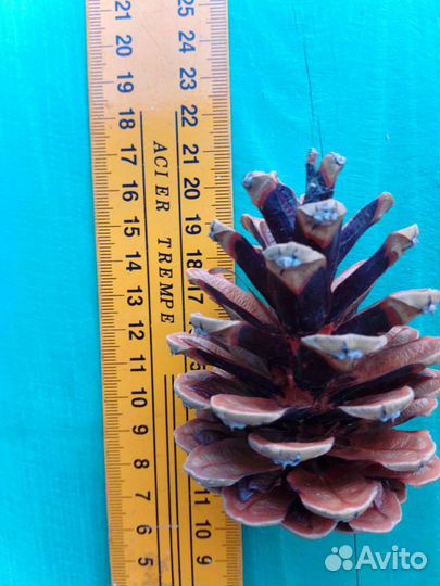 Шишки сосновые