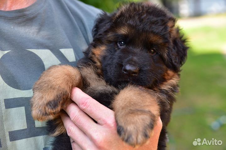 Щенки немецкой овчарки длинношерстной