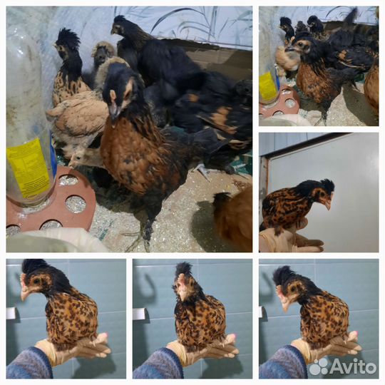 Петухи Павловское золото и Брама