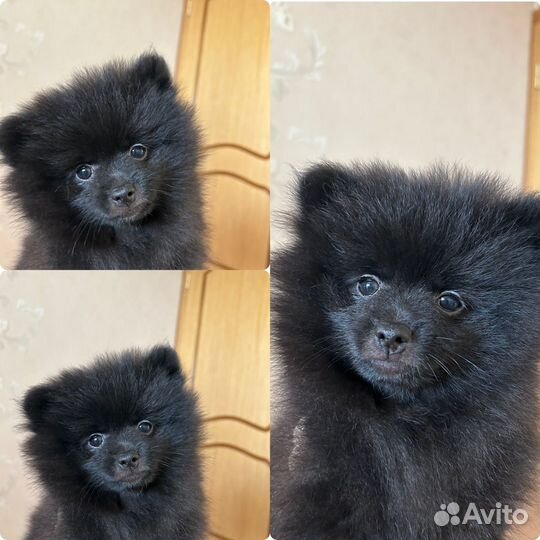 Щенки шпица мерле