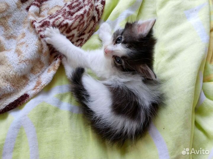 Котята в добрые руки бесплатно