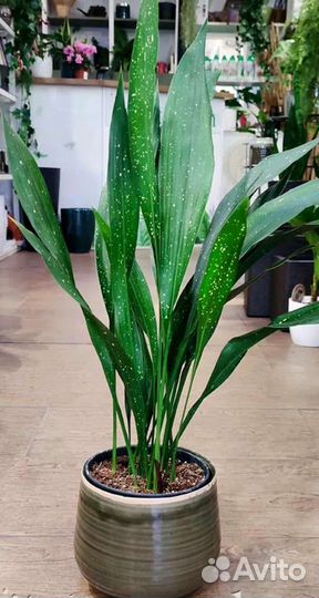 Комнатные цветы растение аспидистра Милки Вэй