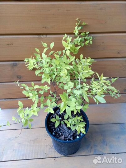 Спирея голден принцесс