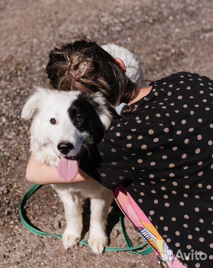 Пушистая белая бордер-колли Айна в добрые руки