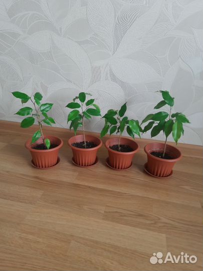 Фикус Бенджамина