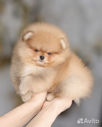 Померанский шпиц мини