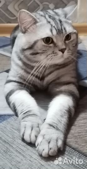 Шотландский кот вязка