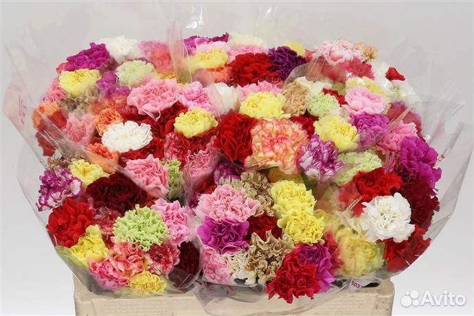 Гвоздика кустовая/ хризантема оптом