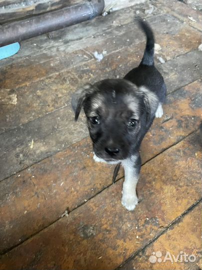 Щенки метисы