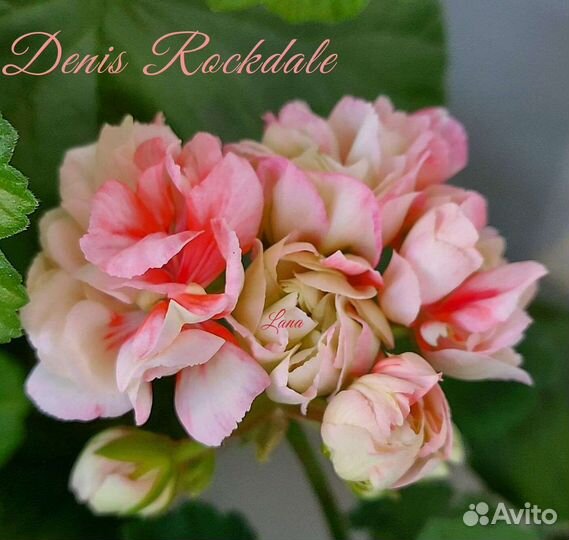 Пеларгонии сортовые