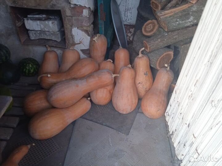 Тыква домашняя сладкая