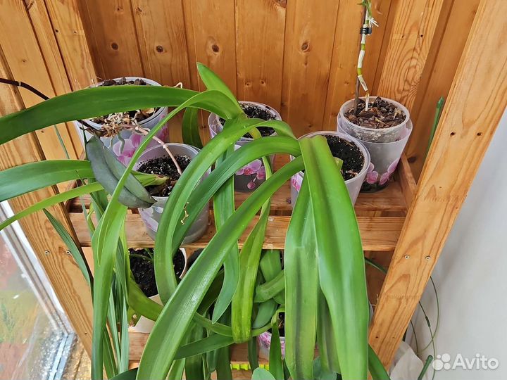 Гиппиаструм