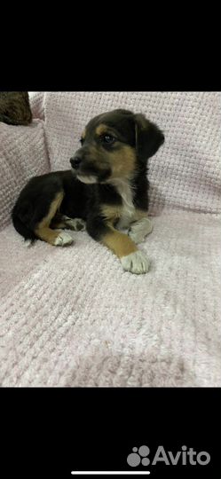 Отдам в добрые руки