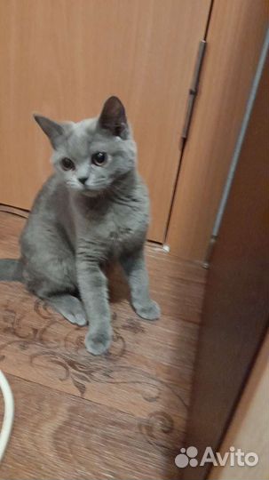 Маленькая кошечка ищет дом