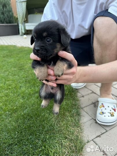 Щенки дворняжки