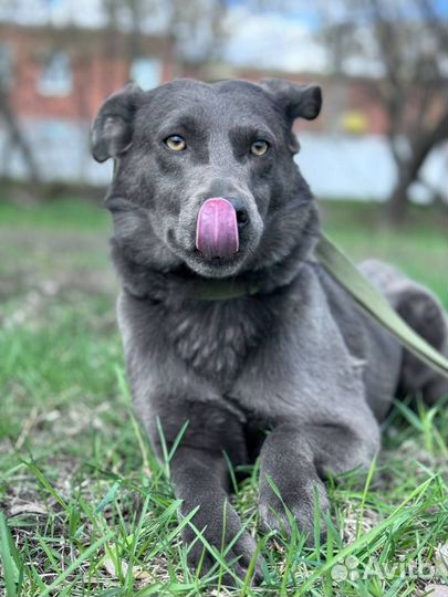 Небольшая собака голубого окраса выбросили на улиц