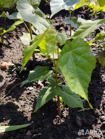 Саженцы липы окс