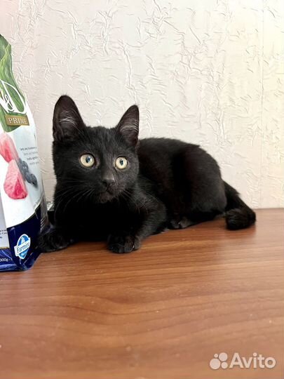 Котенок мальчик (2.5мес) в добрые руки
