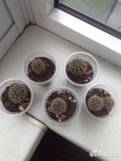 Детки кактуса