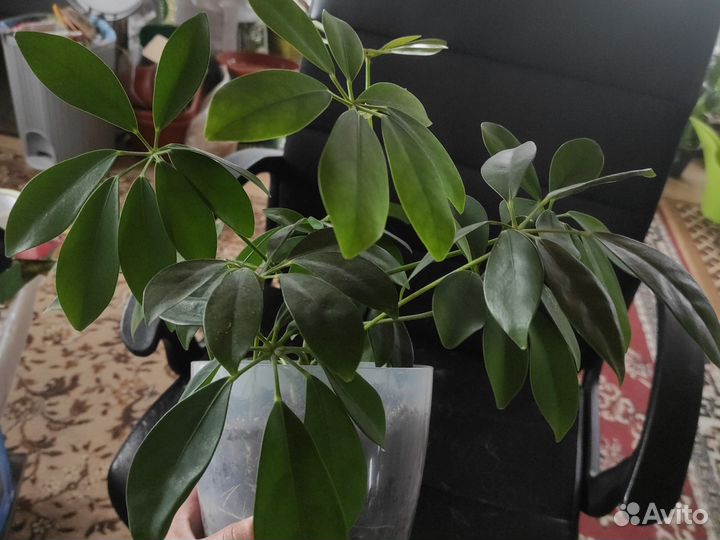 Шефлера нора