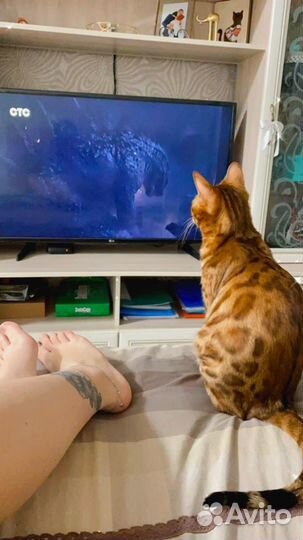 Кошка ищет кота