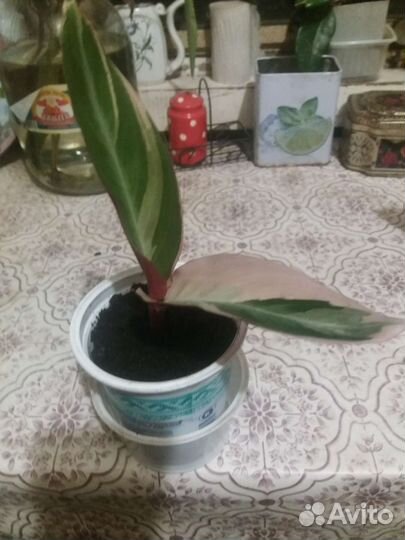 Строманта Триколор