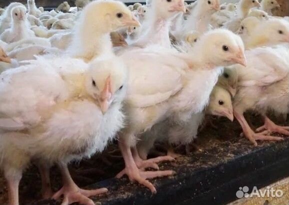 Куры несушки.Цыплята бройлеры.Петух.Мулард.Гусята
